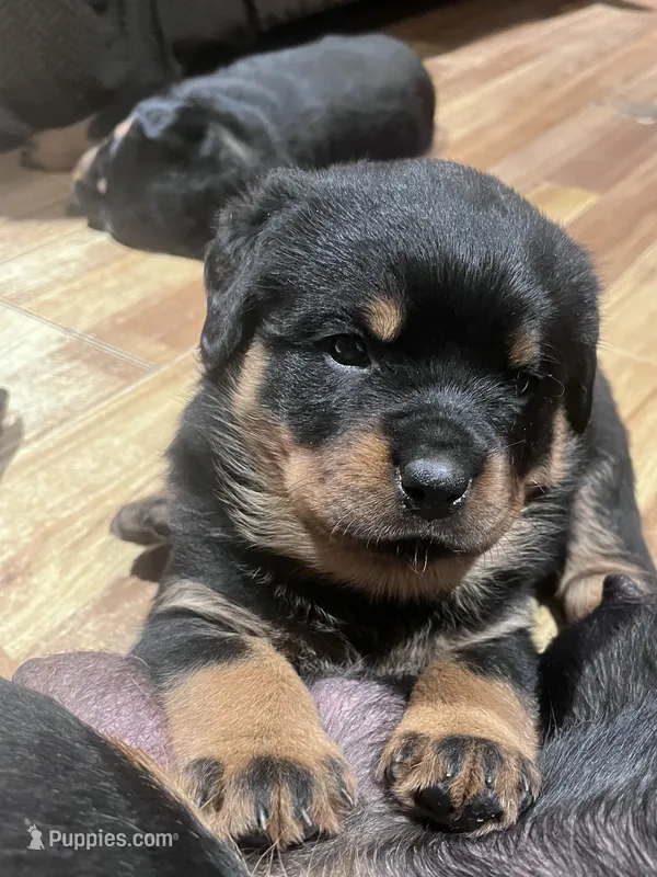 Athena – Rottweiler puppy for sale in Buskirk, NY