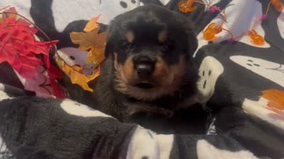 Kratos, a male Rottweiler for sale in Buskirk, NY – 6 of 7
