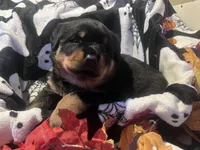 Nike, a female Rottweiler for sale in Buskirk, NY – 5 of 8