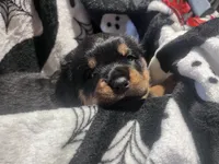 Athena, a female Rottweiler for sale in Buskirk, NY – 3 of 6