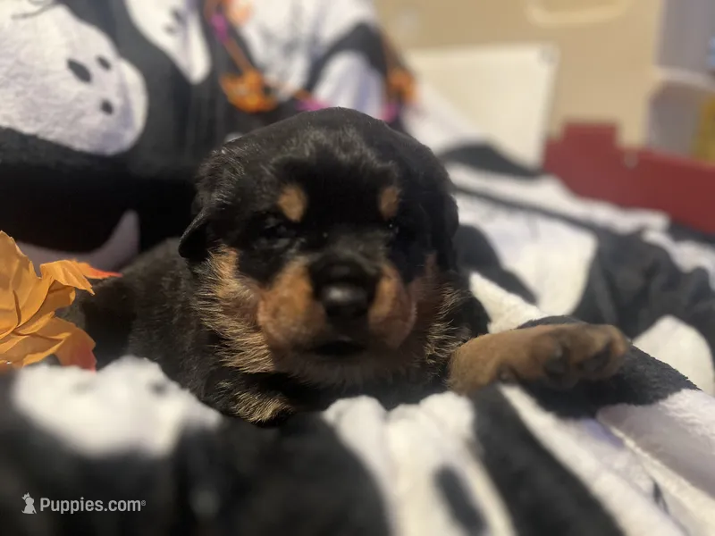Kratos – Rottweiler puppy for sale in Buskirk, NY