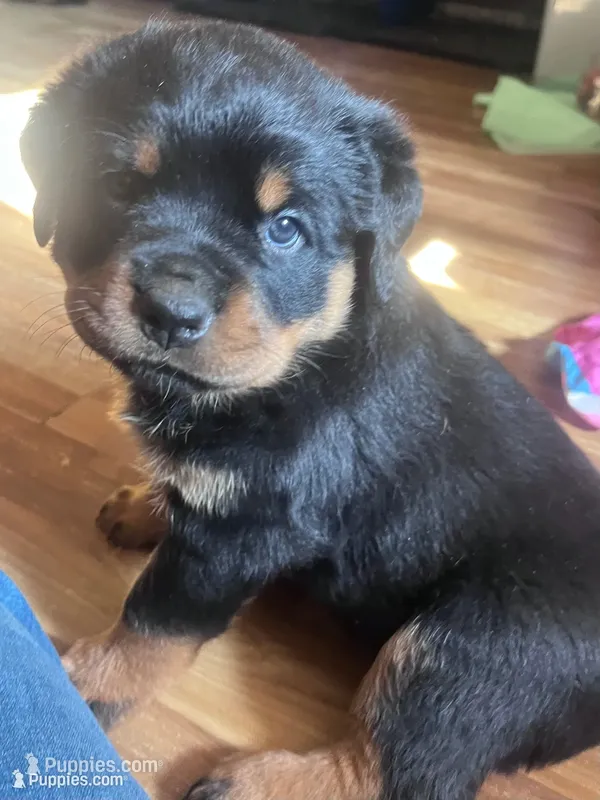 Mila – Rottweiler puppy for sale in Buskirk, NY