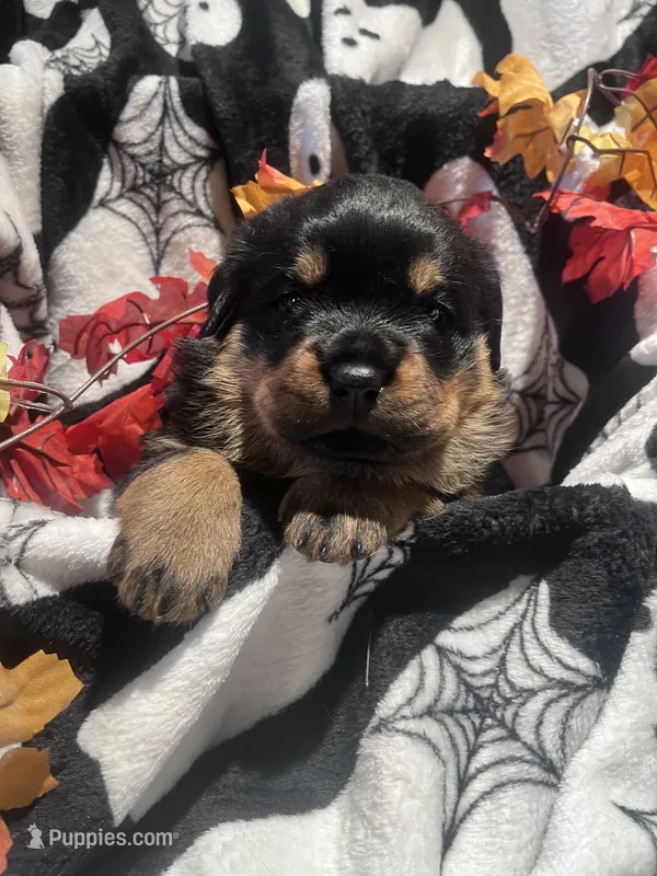 Athena – Rottweiler puppy for sale in Buskirk, NY