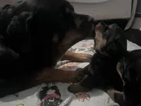 Nike, a female Rottweiler for sale in Buskirk, NY – 2 of 8