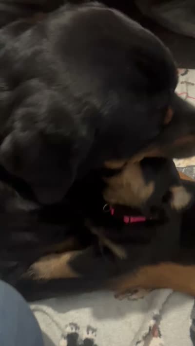 Nike, a female Rottweiler for sale in Buskirk, NY – 7 of 8