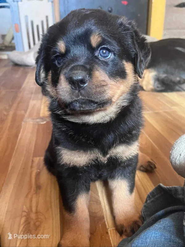 Nike – Rottweiler puppy for sale in Buskirk, NY