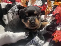 Mila, a female Rottweiler for sale in Buskirk, NY – 2 of 7