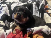 Nike, a female Rottweiler for sale in Buskirk, NY – 3 of 8