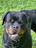 Kratos, a male Rottweiler for sale in Buskirk, NY – 5 of 7