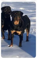 Nike, a female Rottweiler for sale in Buskirk, NY – 8 of 8