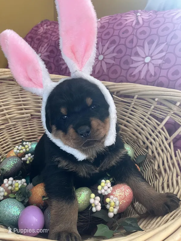 Bingo – Rottweiler puppy for sale in Buskirk, NY
