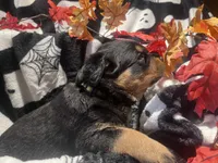 Mila, a female Rottweiler for sale in Buskirk, NY – 4 of 7