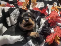 Mila, a female Rottweiler for sale in Buskirk, NY – 3 of 7