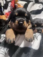 Kratos, a male Rottweiler for sale in Buskirk, NY – 3 of 7