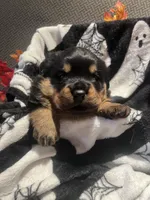 Athena, a female Rottweiler for sale in Buskirk, NY – 2 of 6