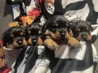 Athena, a female Rottweiler for sale in Buskirk, NY – 6 of 6
