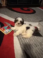 Gizmo, a male Shihpoo for sale in Indianapolis, IN – 1 of 3