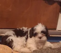 Gizmo, a male Shihpoo for sale in Indianapolis, IN – 3 of 3
