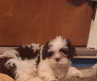 Gizmo, a male Shihpoo for sale in Indianapolis, IN – 2 of 3