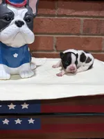 Cooper , a male Boston Terrier for sale in Hickory, NC – 1 of 2
