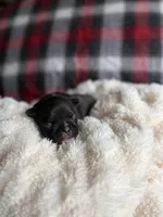 Prada , a female French Bulldog for sale in Hickory, NC – 2 of 2