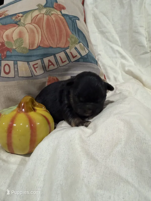 Jack  – French Bulldog puppy for sale in Hickory, NC