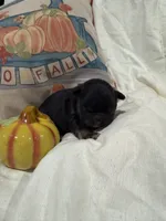 Jack , a male French Bulldog for sale in Hickory, NC – 1 of 4