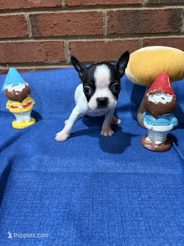 Marley  – Boston Terrier puppy for sale in Hickory, NC