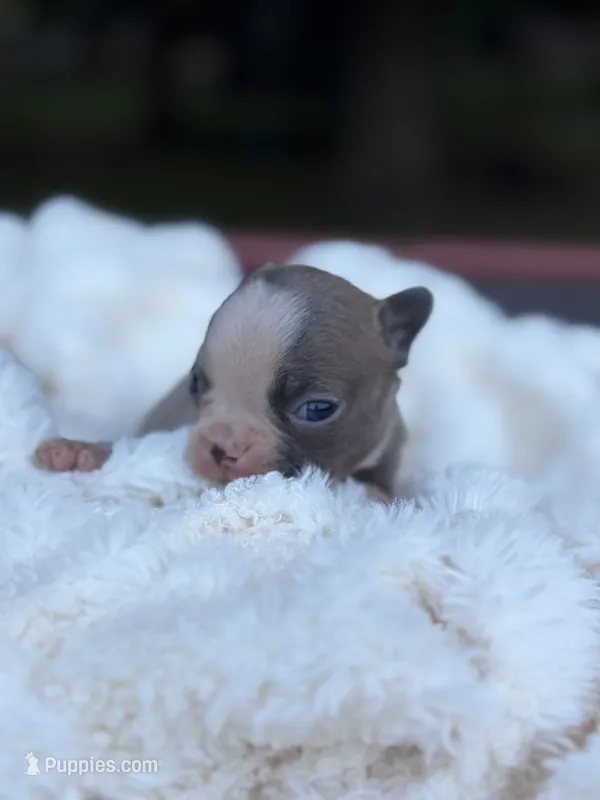 Star – Boston Terrier puppy for sale in Hickory, NC