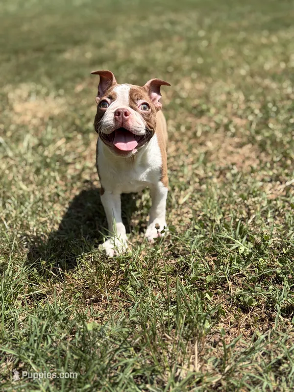 Bree  – Boston Terrier puppy for sale in Hickory, NC