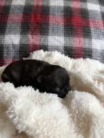 Lucky , a female French Bulldog for sale in Hickory, NC – 3 of 3