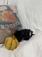 Isaiah , a male French Bulldog for sale in Hickory, NC – 3 of 3