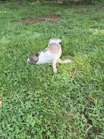 Koda, a male Boston Terrier for sale in Hickory, NC – 2 of 4