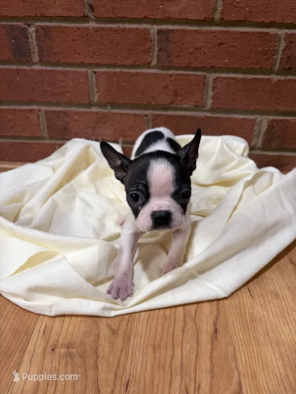 Marley  – Boston Terrier puppy for sale in Hickory, NC