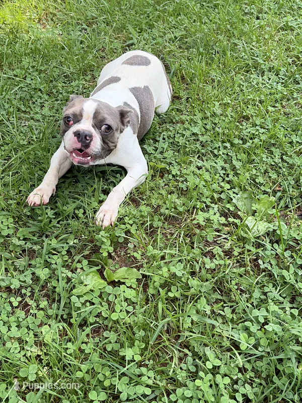 Koda – Boston Terrier puppy for sale in Hickory, NC