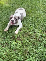 Koda, a male Boston Terrier for sale in Hickory, NC – 1 of 4