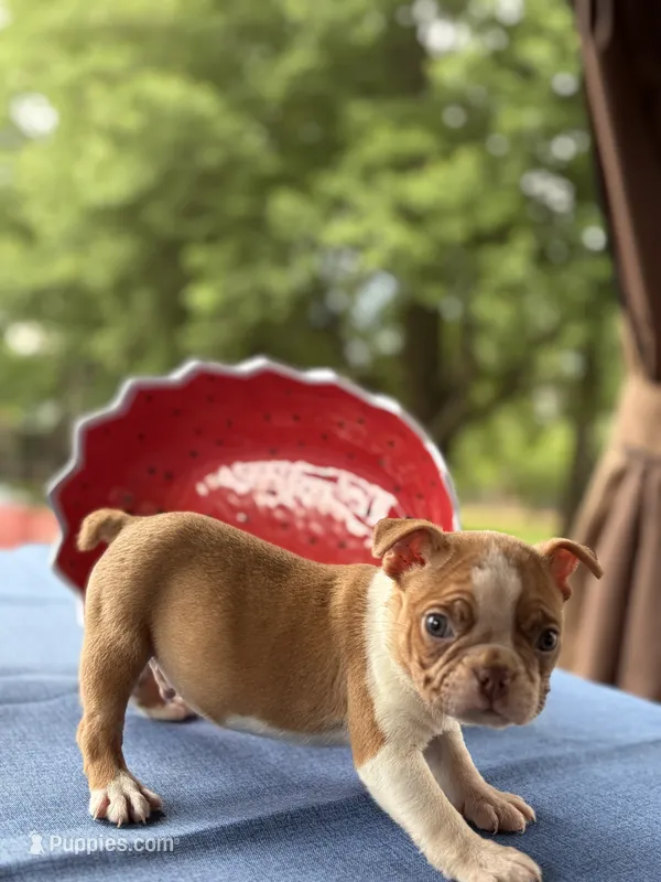Biscuit  – Boston Terrier puppy for sale in Hickory, NC