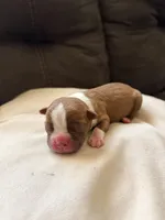 Bailey , a male Boston Terrier for sale in Hickory, NC – Photo 2 of 3