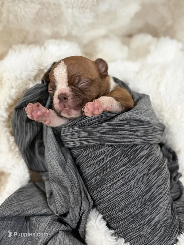 Bailey  – Boston Terrier puppy for sale in Hickory, NC