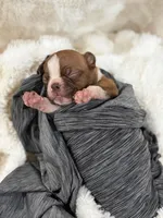 Bailey , a male Boston Terrier for sale in Hickory, NC – 3 of 8
