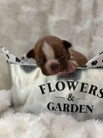 Bailey , a male Boston Terrier for sale in Hickory, NC – 4 of 8