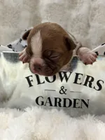 Bailey , a male Boston Terrier for sale in Hickory, NC – 5 of 8