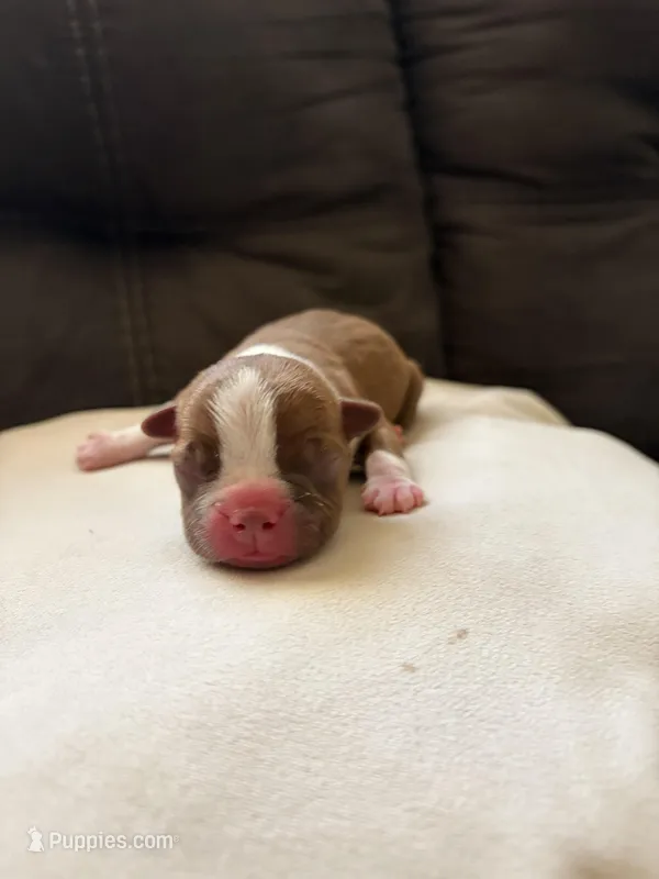 Bailey  – Boston Terrier puppy for sale in Hickory, NC