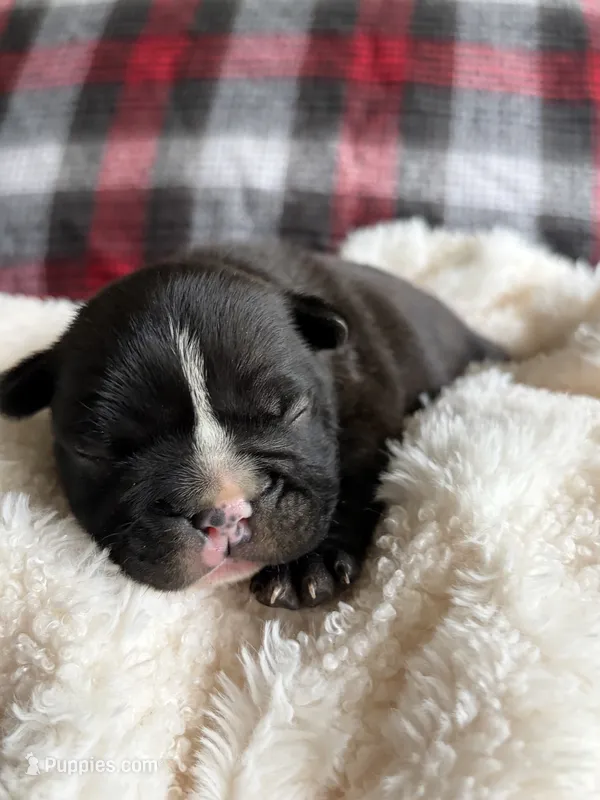 Mikey  – French Bulldog puppy for sale in Hickory, NC