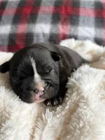 Mikey , a male French Bulldog for sale in Hickory, NC – 1 of 3