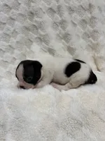 Marley , a female Boston Terrier for sale in Hickory, NC – 2 of 3
