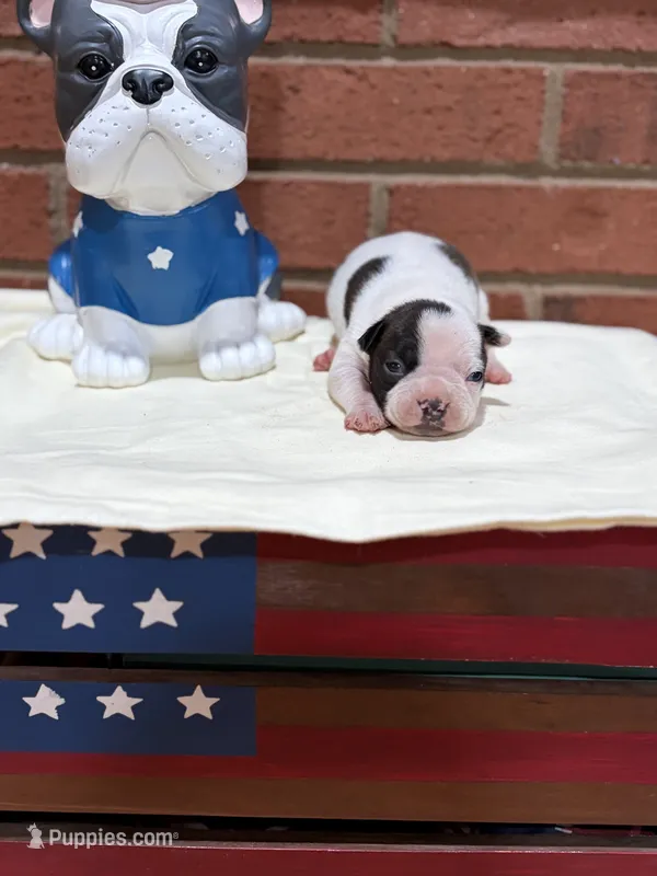 Ralph – Boston Terrier puppy for sale in Hickory, NC