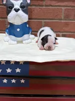 Ralph, a male Boston Terrier for sale in Hickory, NC – 1 of 2