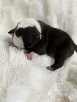 Chloe , a female Boston Terrier for sale in Hickory, NC – 2 of 3