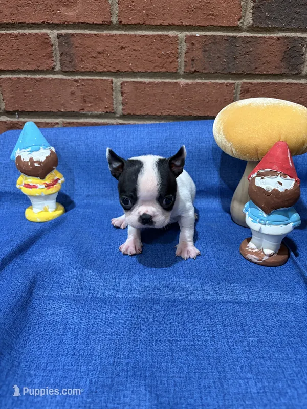 Rocky  – Boston Terrier puppy for sale in Hickory, NC